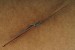 Deejo Taschenmesser Jungle 37G Wacholderholz